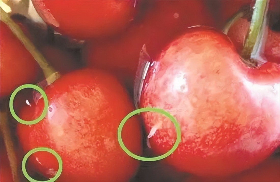 樱桃能不能吃多,樱桃能和鱼一起吃吗会中毒吗