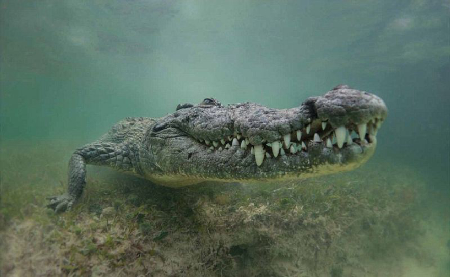 所有动物都会进化,所有的动物都进化吗