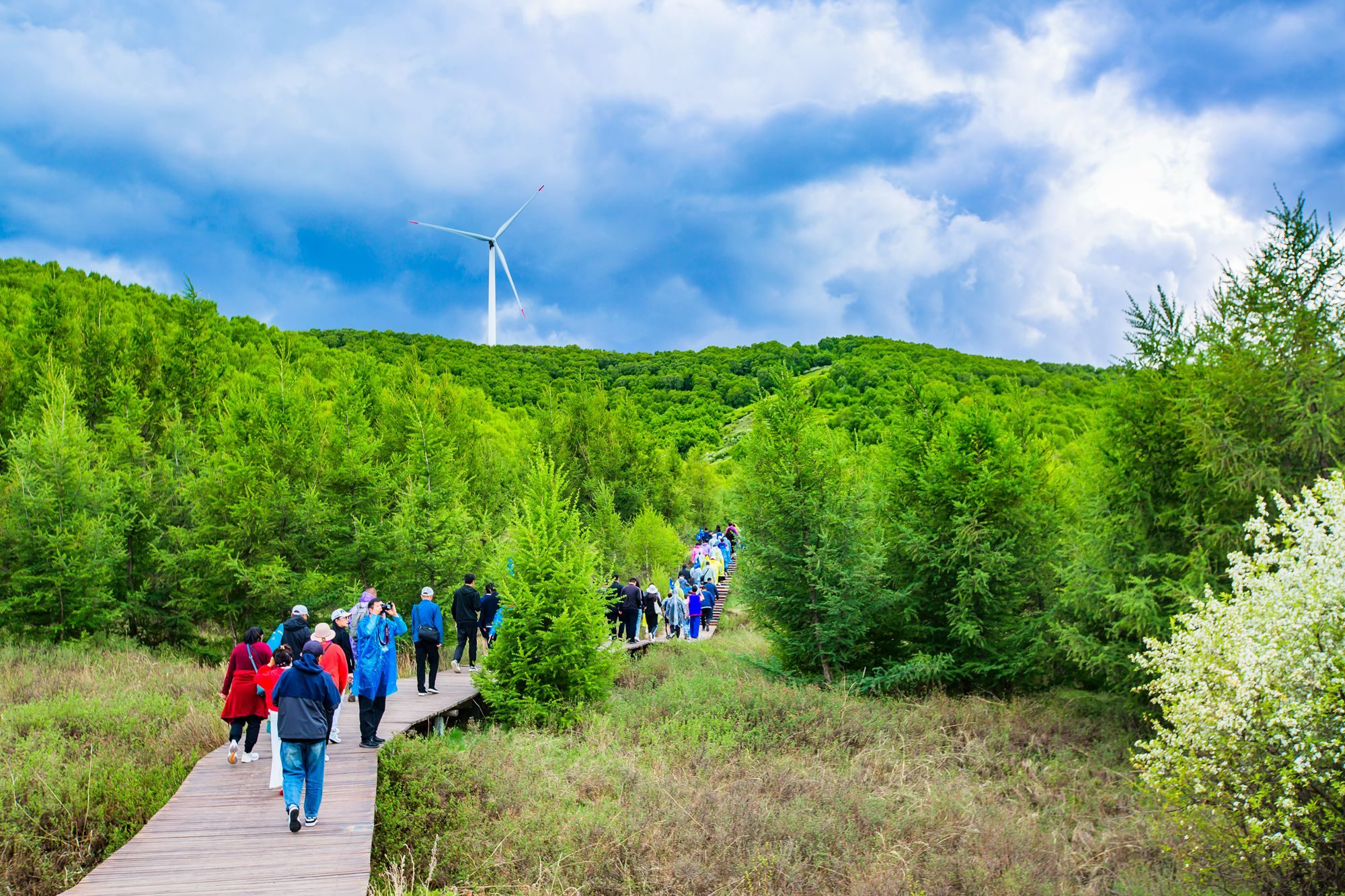 丰宁坝上七彩森林游玩攻略,丰宁坝上七彩森林