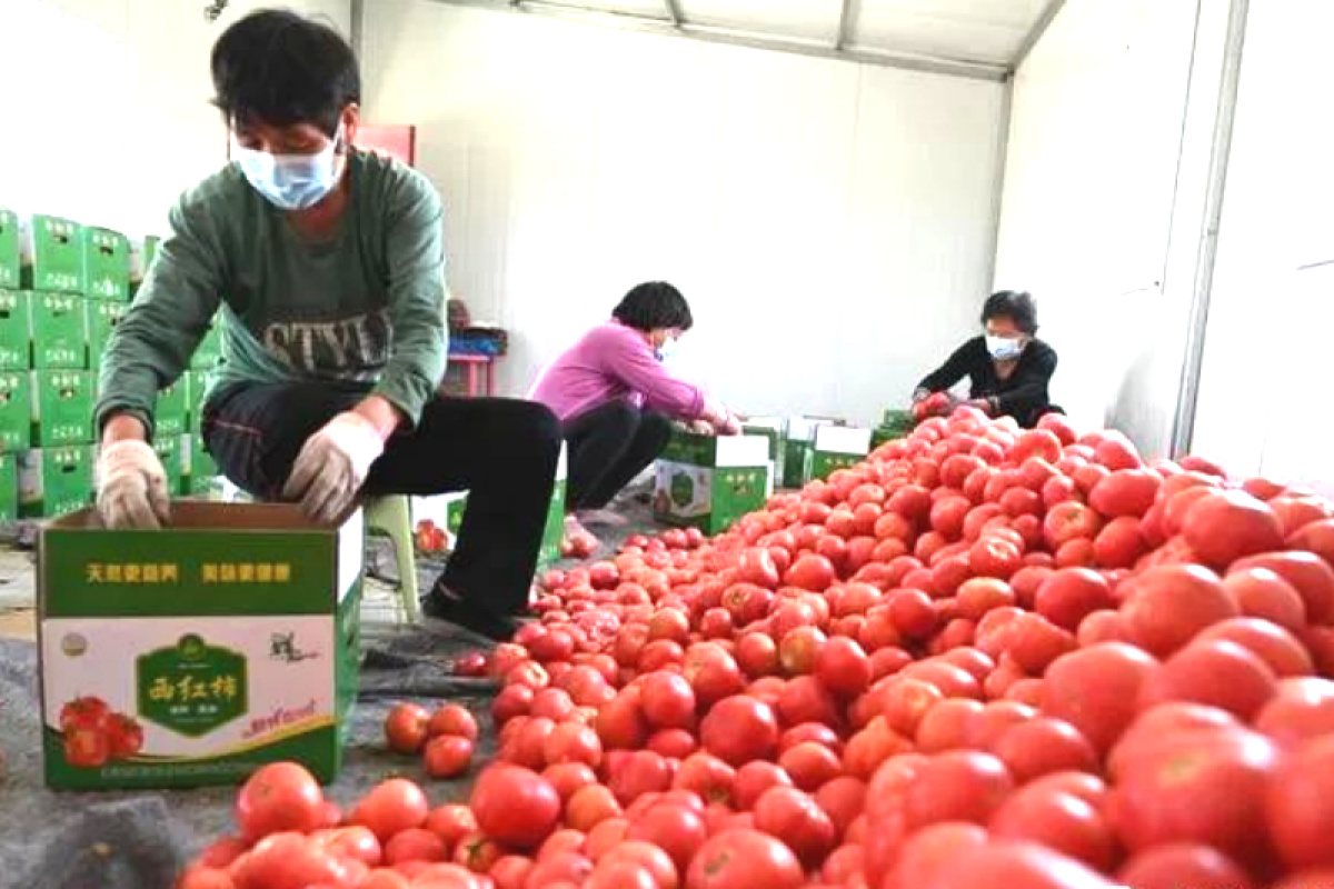 漯河市源汇区乡村振兴局,漯河乡村振兴产业发展示范村