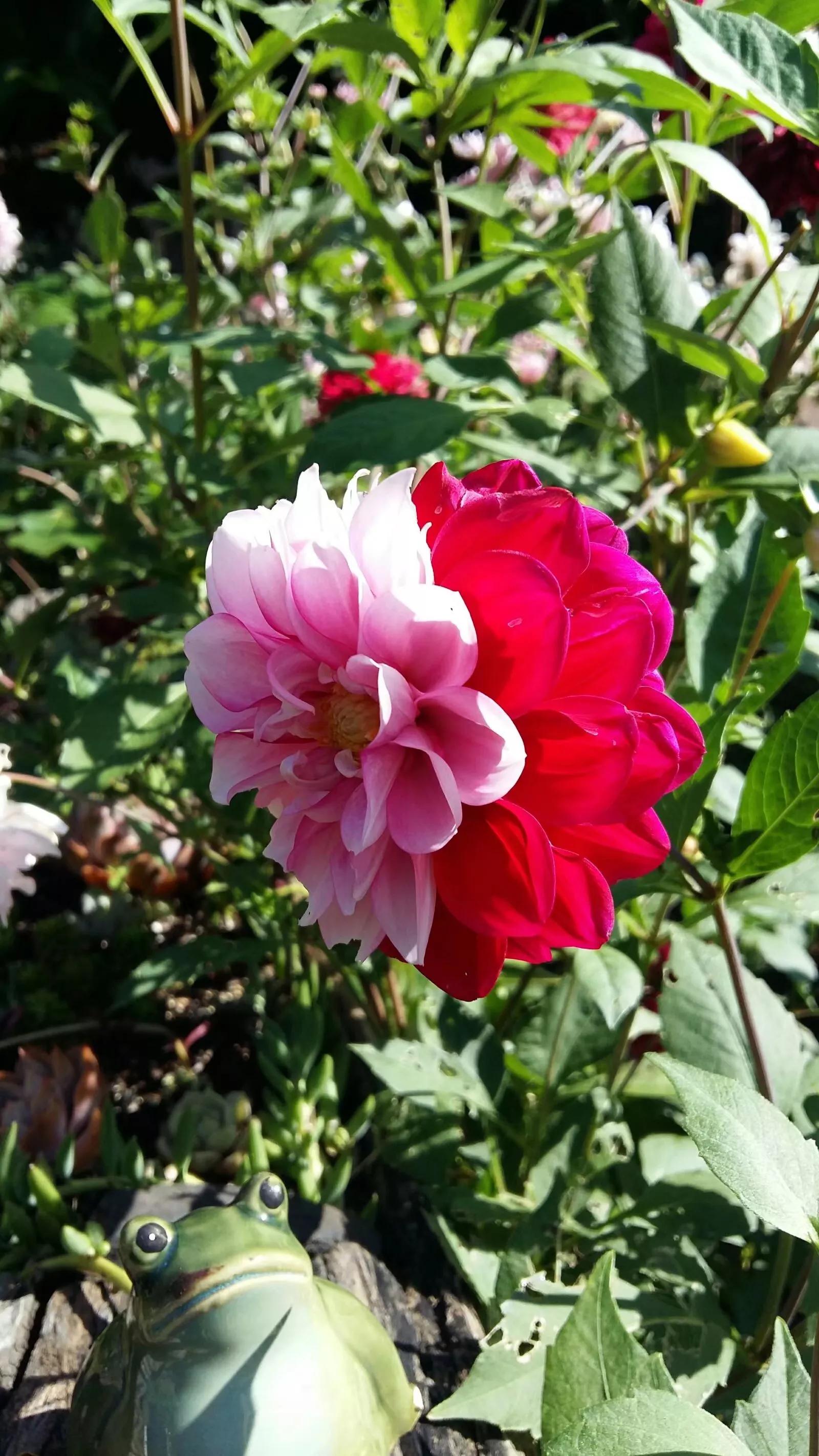 五毒缠身,五毒是怎么驱赶的