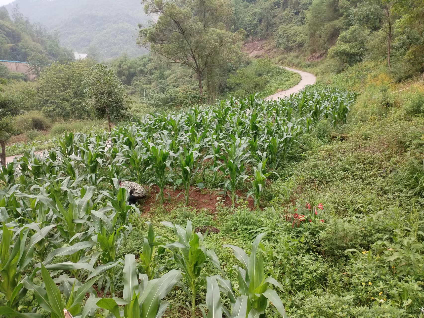 五菱龙卡货车怎么样,五菱龙卡3.8米小货车多少钱