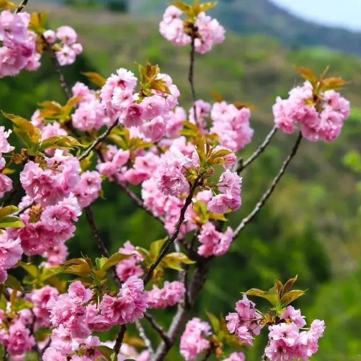 济南旅游公交专线有哪些 (济南近郊公交直达的游玩场所)