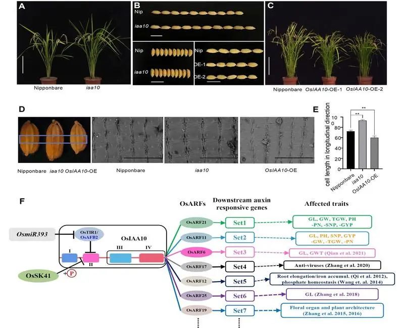 复旦研究院最新成果,复旦发布基因研究成果
