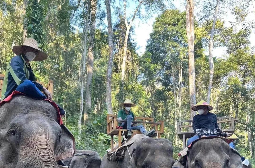 大象被铁链拴住,野象谷用针扎大象