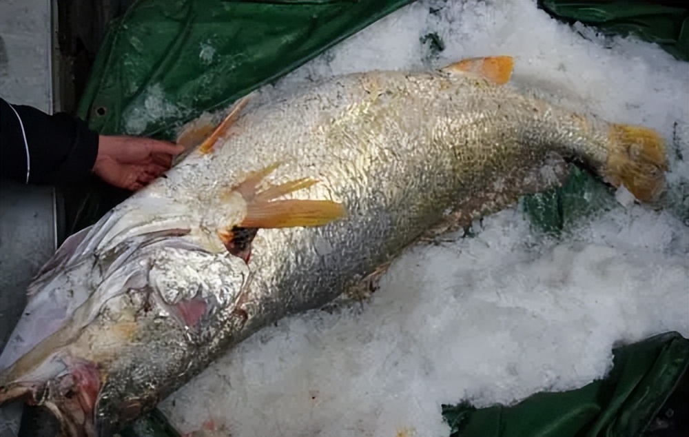 福建渔民捕到一条价347万的鱼,中国渔夫捡到鱼一夜暴富