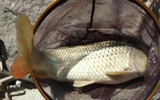 大棚钓鲤鱼调漂技巧,老坛玉米钓鲤鱼技巧