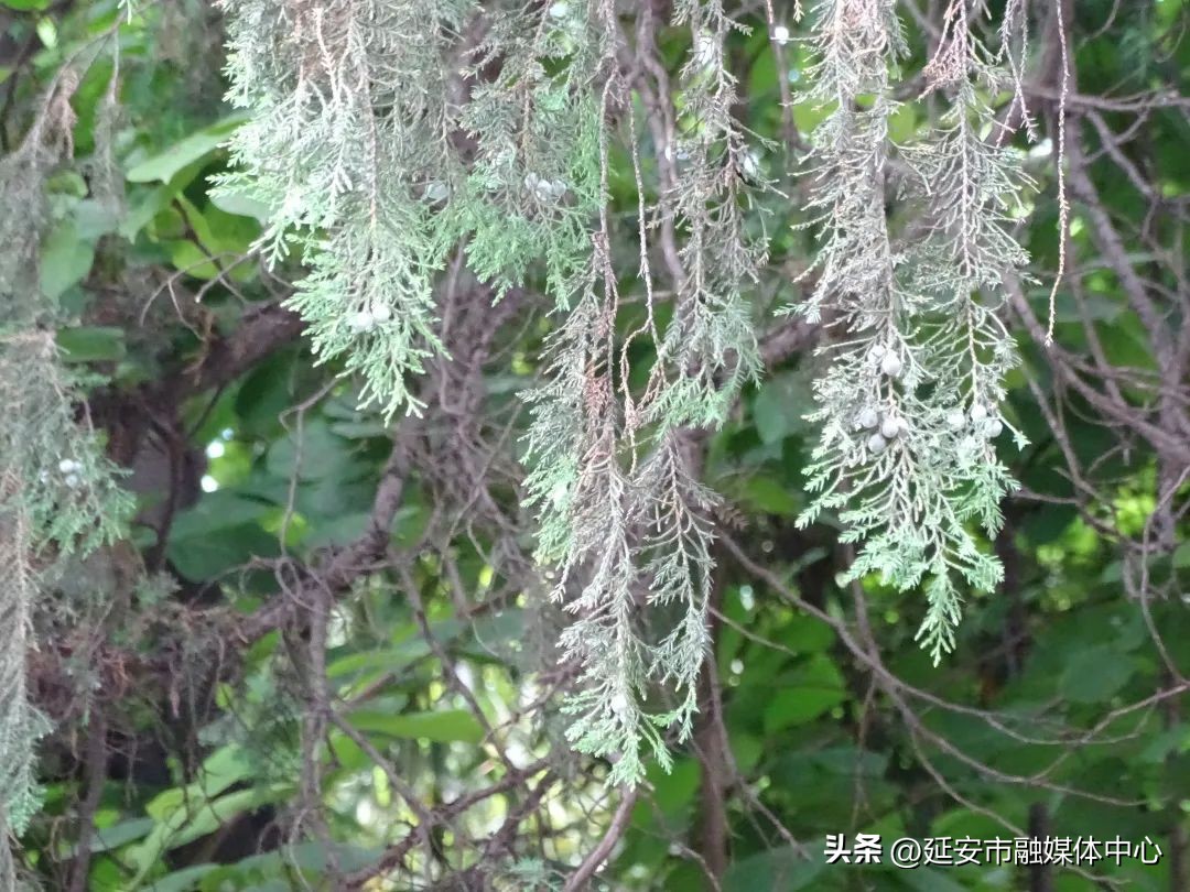 陕西宾馆迎来最佳观花赏景季节,陕西宾馆内景色