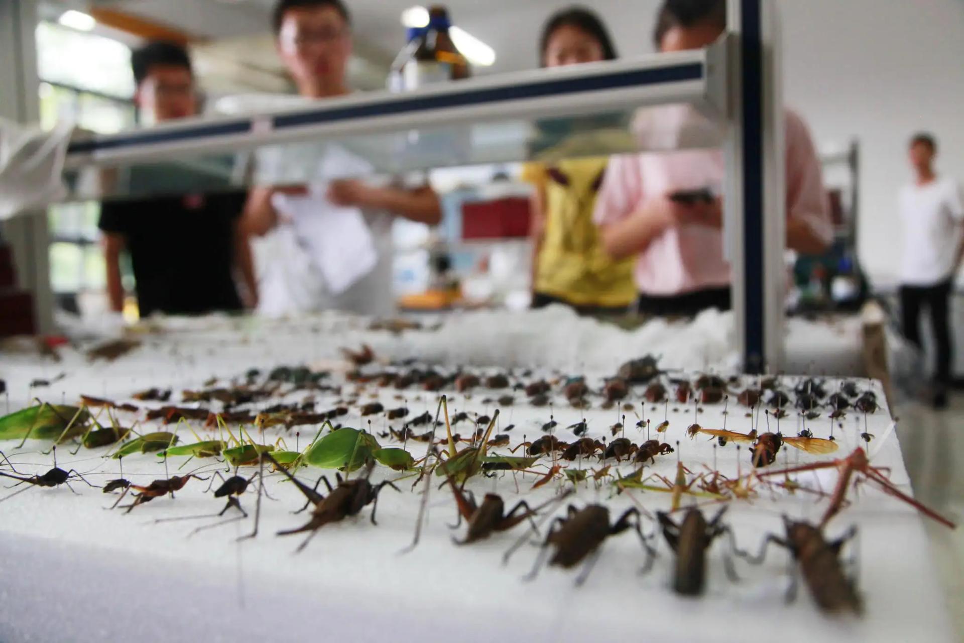 厦门海关截获2000只蟑螂,海关截获2000只活蟑螂如何处理