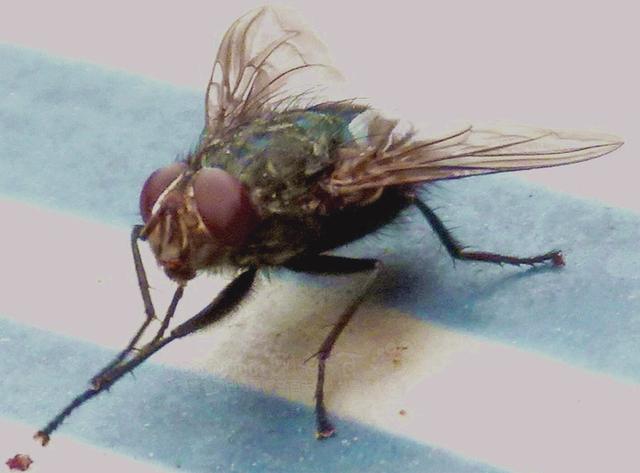 为什么苍蝇总是不停的搓手脚呢,为什么苍蝇要一直搓手