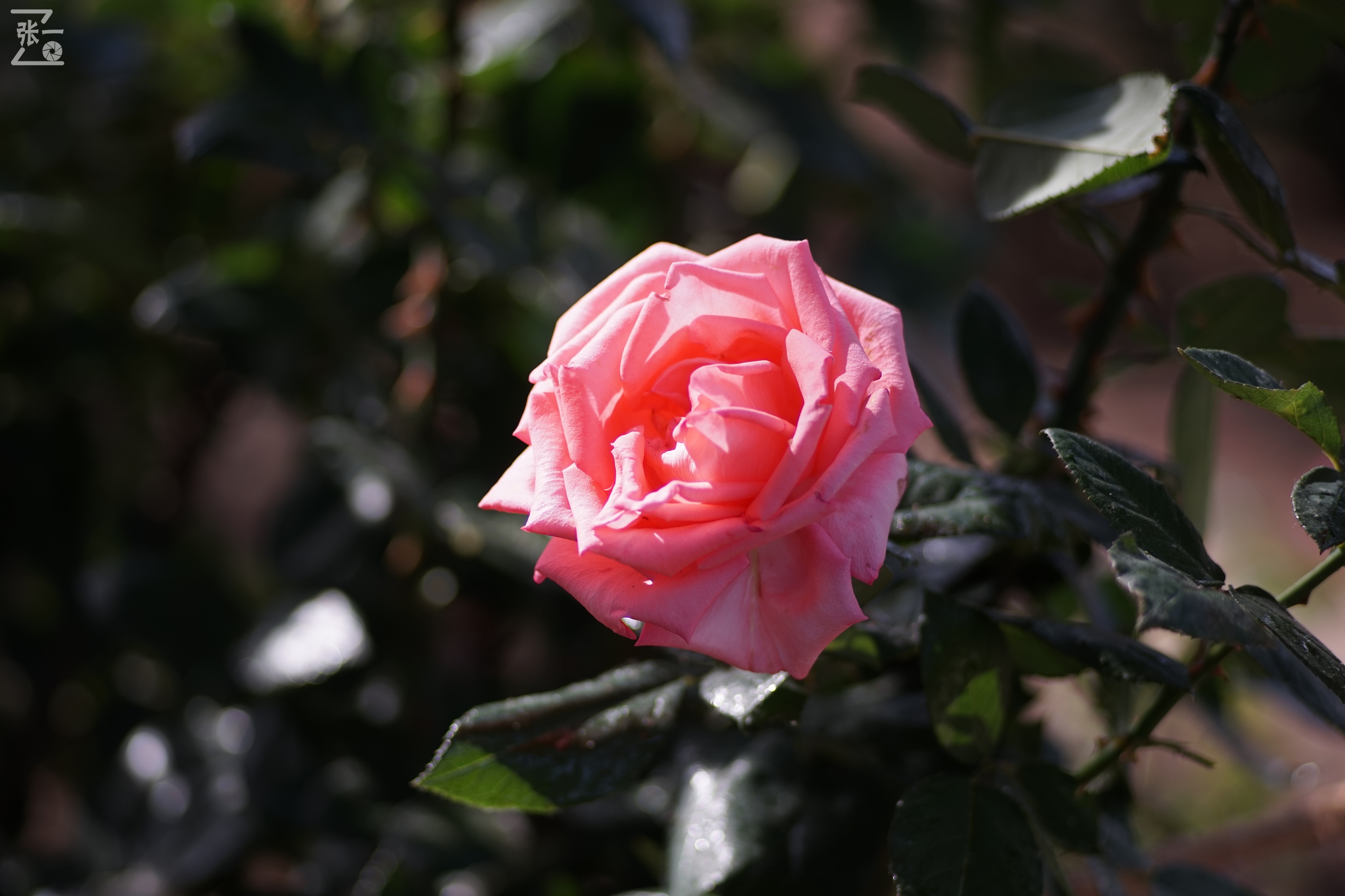 蔡司sonnar50毫米,蔡司sonnar镜头生产年份