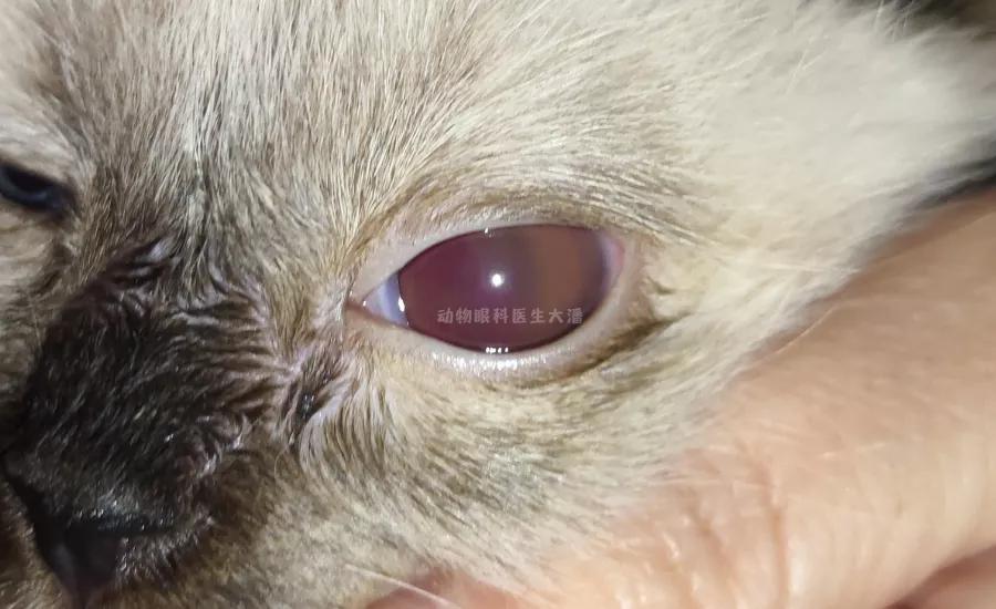 猫咪眼球受伤内出血全红了,猫咪眼球红肿充血怎么办