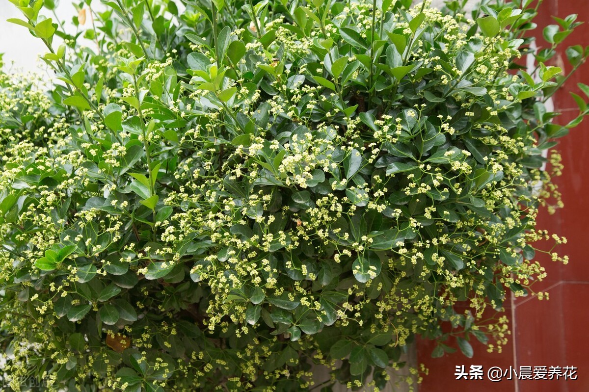 冬青树开花香吗,冬青开花后如何养护好结果