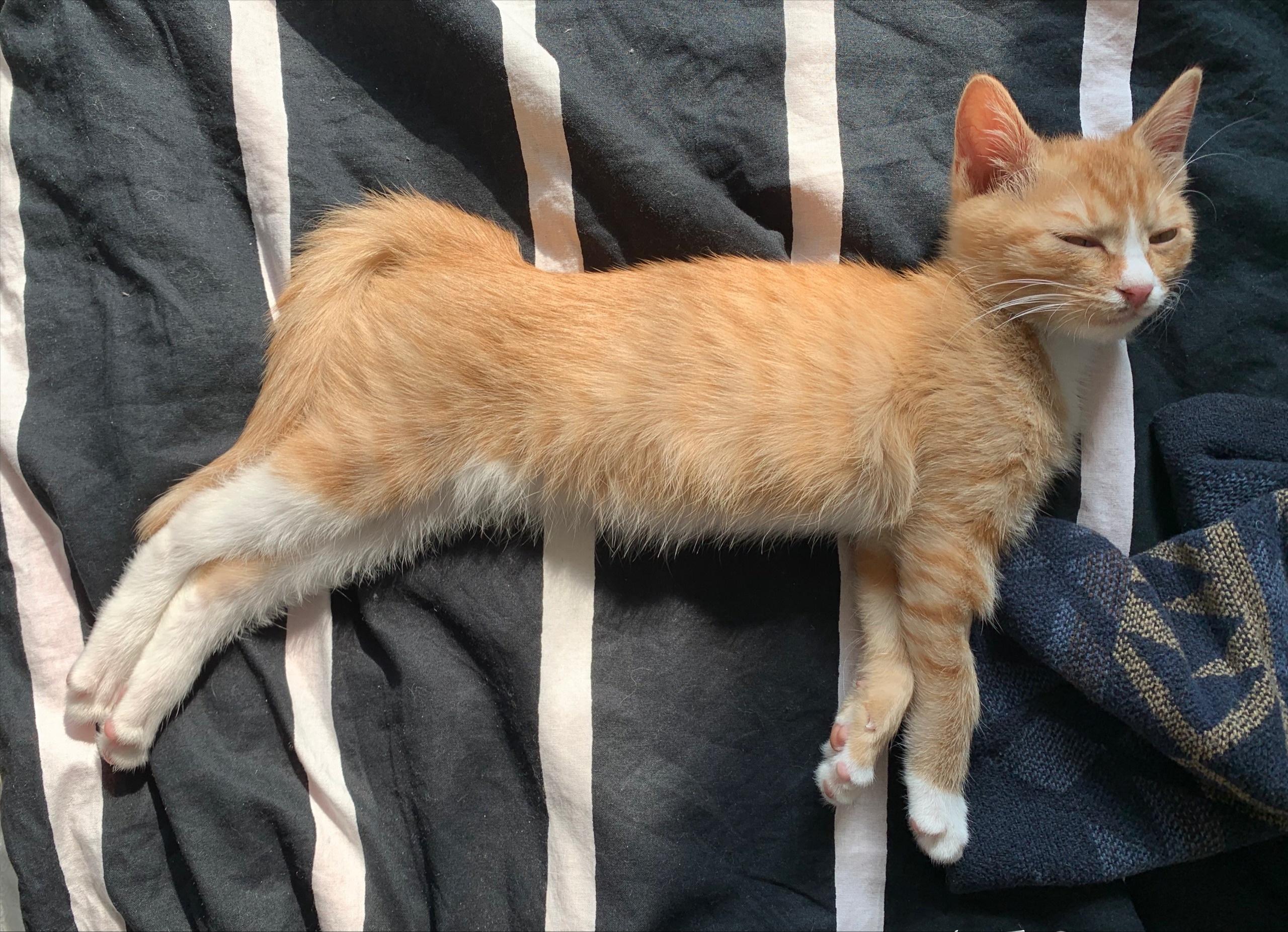 猫咪不长肉是什么问题,猫咪不长肉没精神