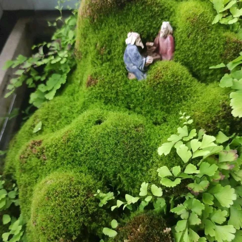 十大最怕太阳暴晒的花,最怕阳光的是什么花