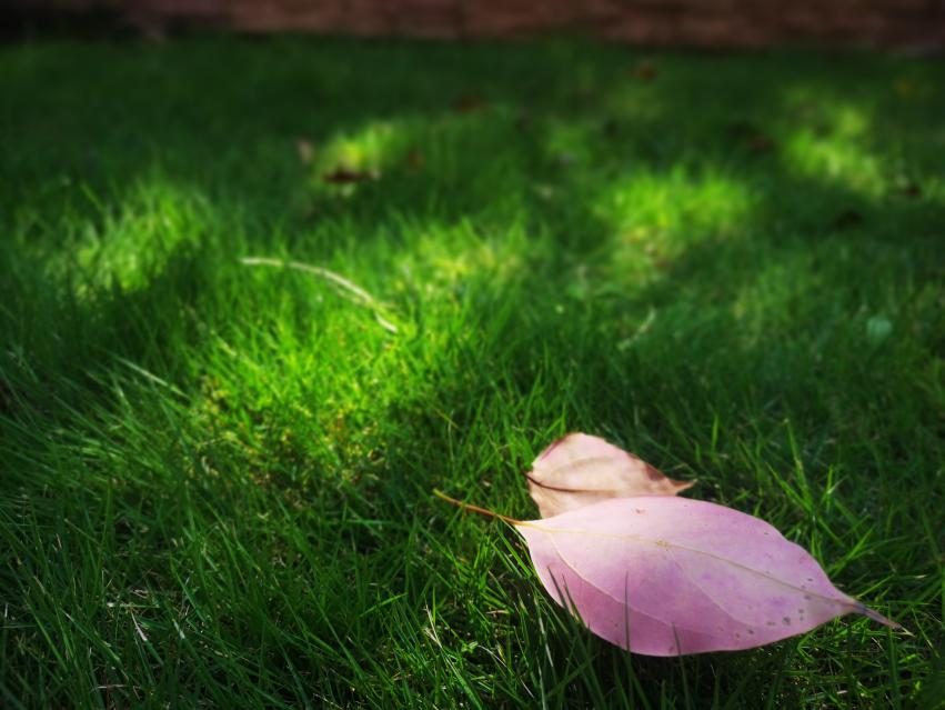 寿险保费发展前景,阳光保险近几年盈利表