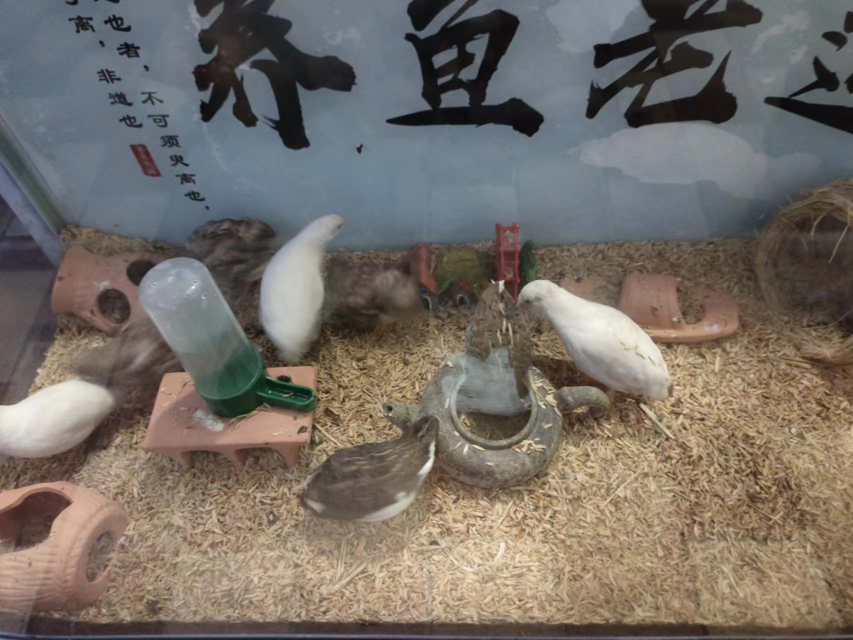 在网上买观赏鱼买大的还是小的,网上买观赏鱼靠谱吗