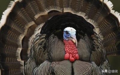 火鸡是否适应寒带地区养殖,火鸡养殖及营养价值