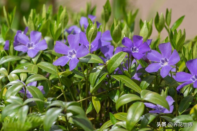 养这10种花越养家里越干净,这8种花最旺家只需养一盆