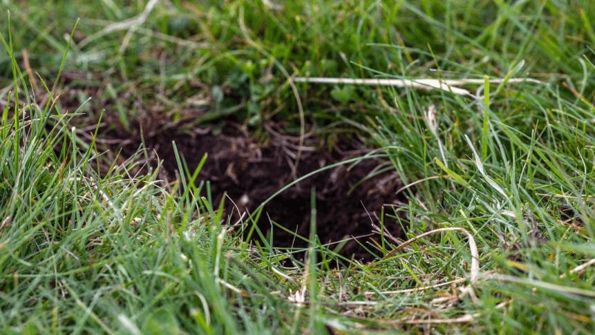 高原鼠兔是易危还是濒危,高原鼠兔到底有多可怕