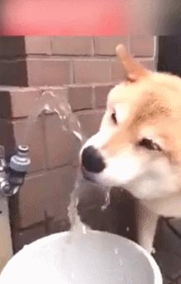 狗狗可以喝藿香正气水吗,狗狗绝不能喝的几种水