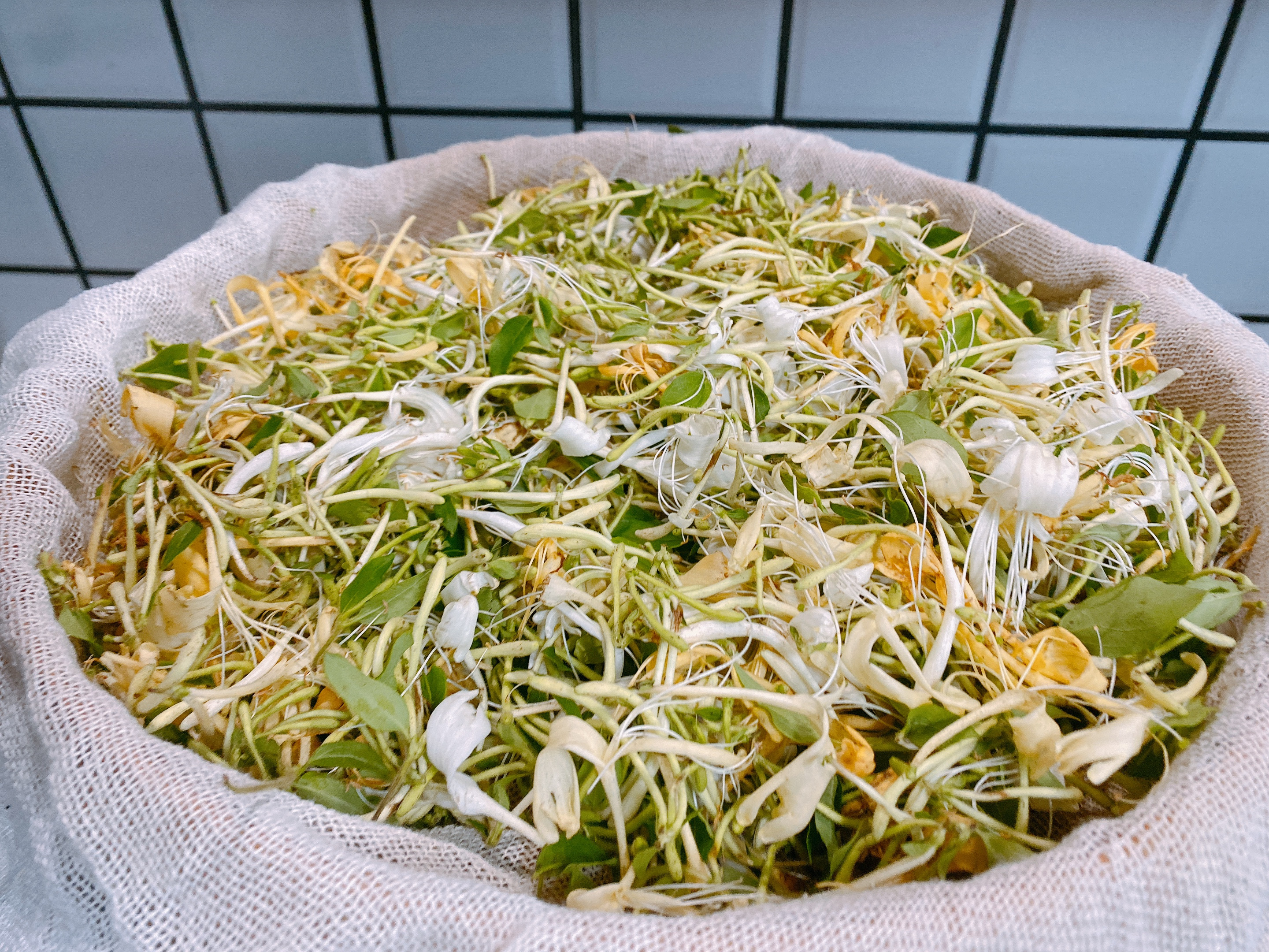 如何自制金银花茶,家庭制作金银花茶的方法