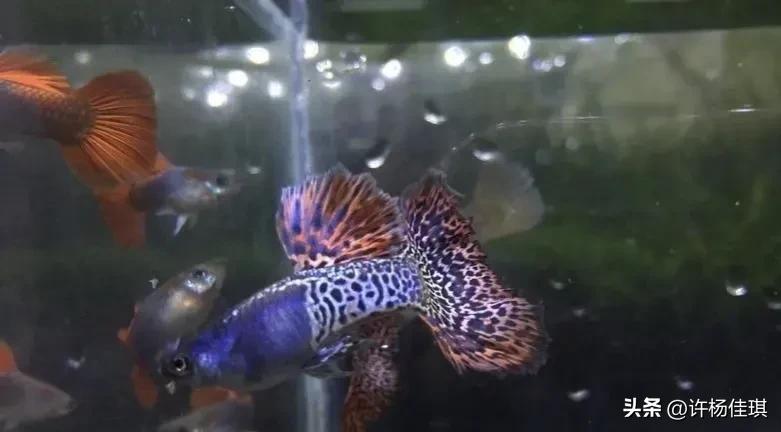 孔雀鱼品种详细介绍大全附图,最能繁殖的孔雀鱼是哪种品种