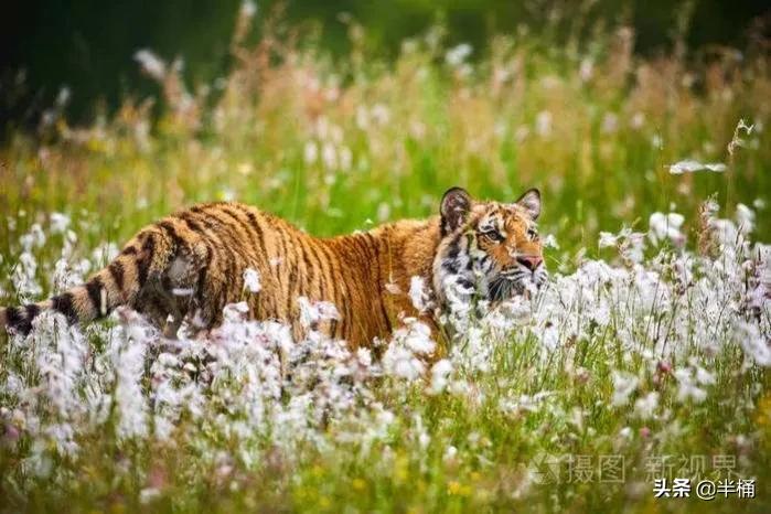 马赛人和东北虎,马赛人vs东北虎