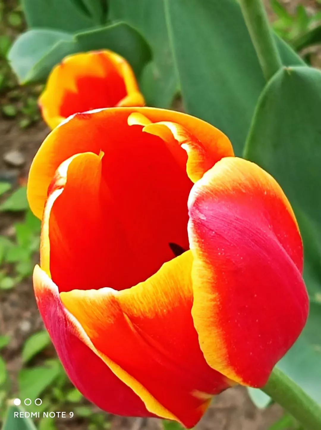 穿行在绿树和鲜花中，这辆开往春天的列车，你坐过了吗？