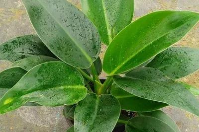 海南金钻还是云南金钻凤梨好吃,小型金钻和大金钻绿植能长多高