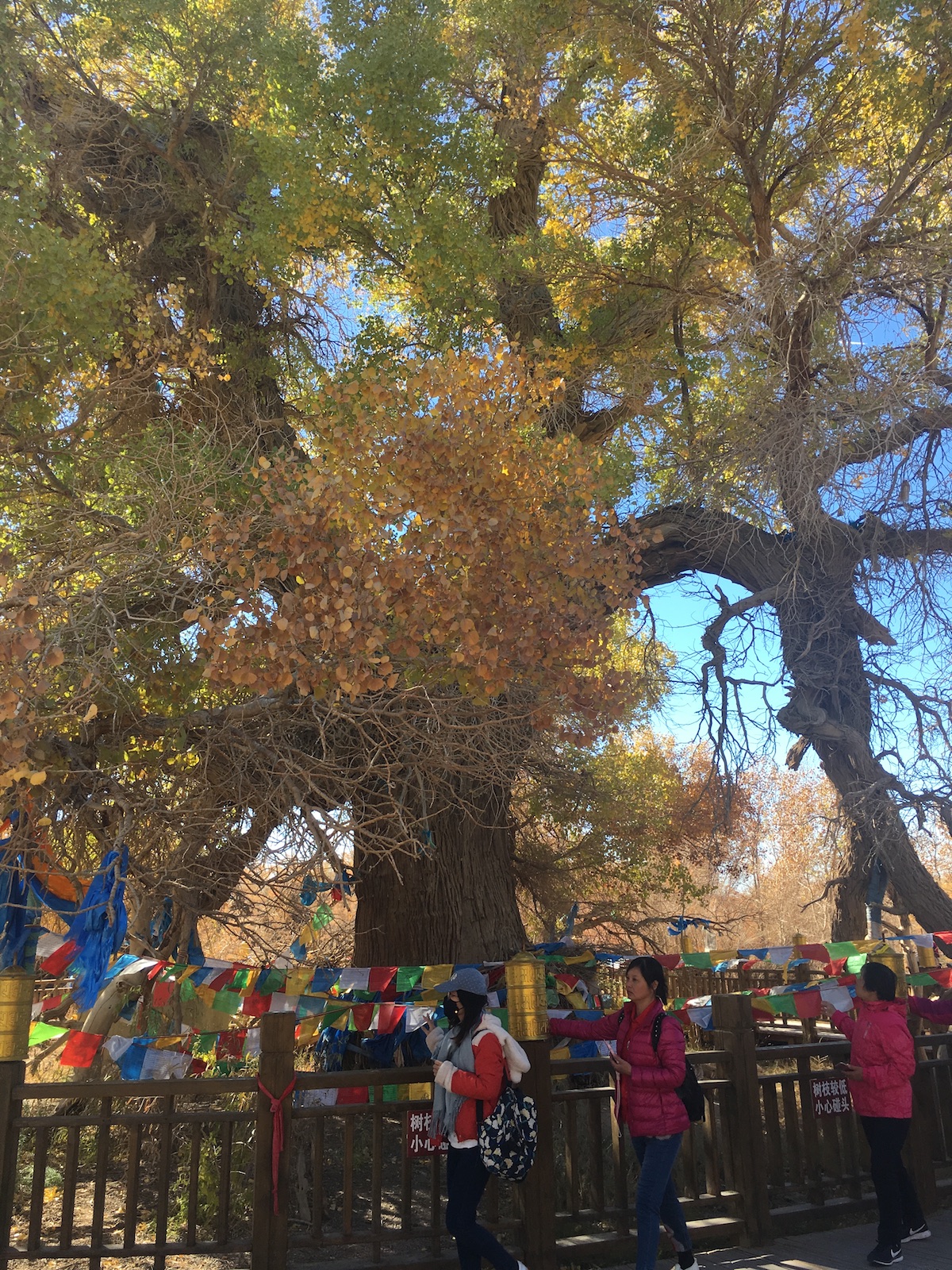 北京自驾额济纳胡杨林十天攻略,从北京到额济纳胡杨林线路