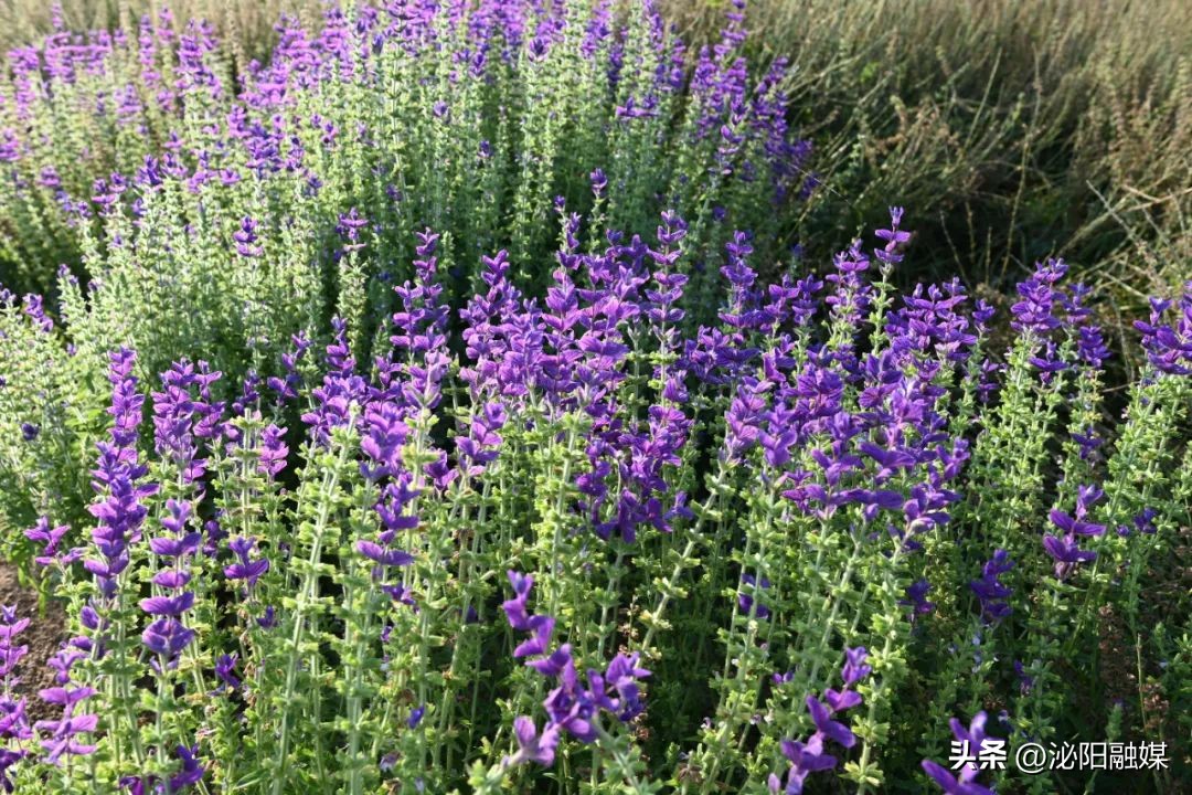 月儿湾跳舞音乐,月儿湾公园跳舞