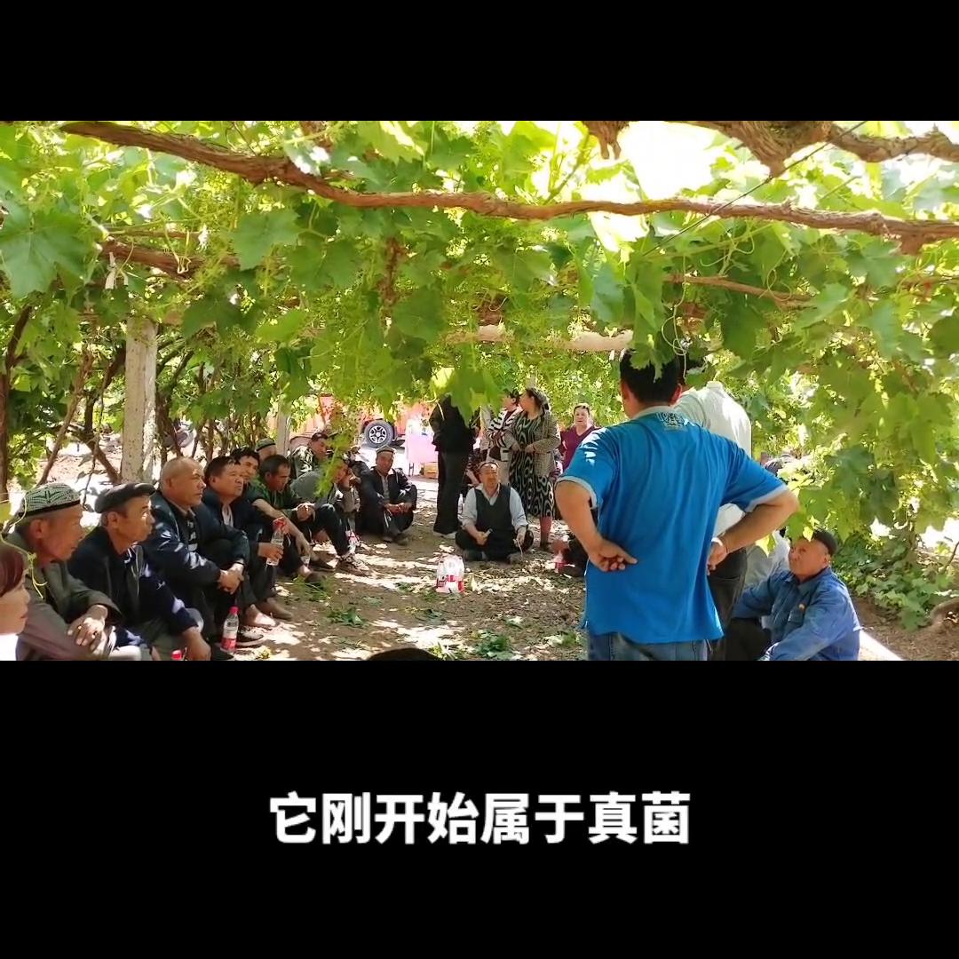 真菌和病原细菌有什么区别,真菌和细菌感染的鉴别