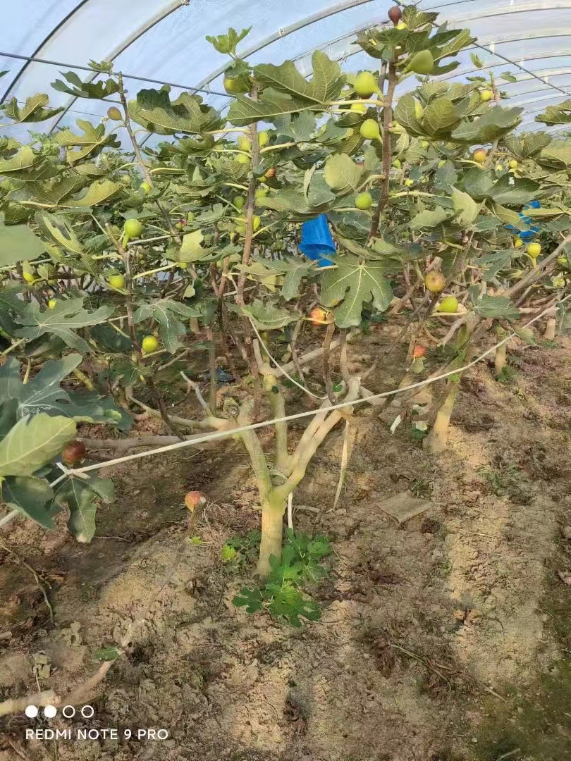 无花果种植几年挂果,无花果种植几个月可以收获