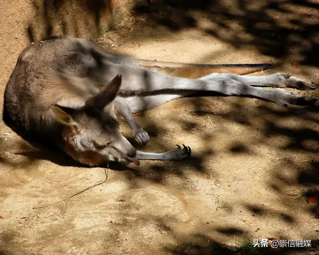 《独行月球》里的肌肉袋鼠“刚子”，真的能踹飞沈腾吗？