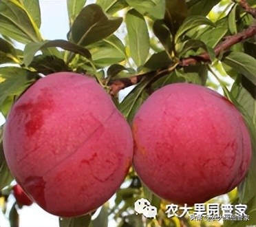 优质果树苗木品种介绍,最好的新品种苹果苗木