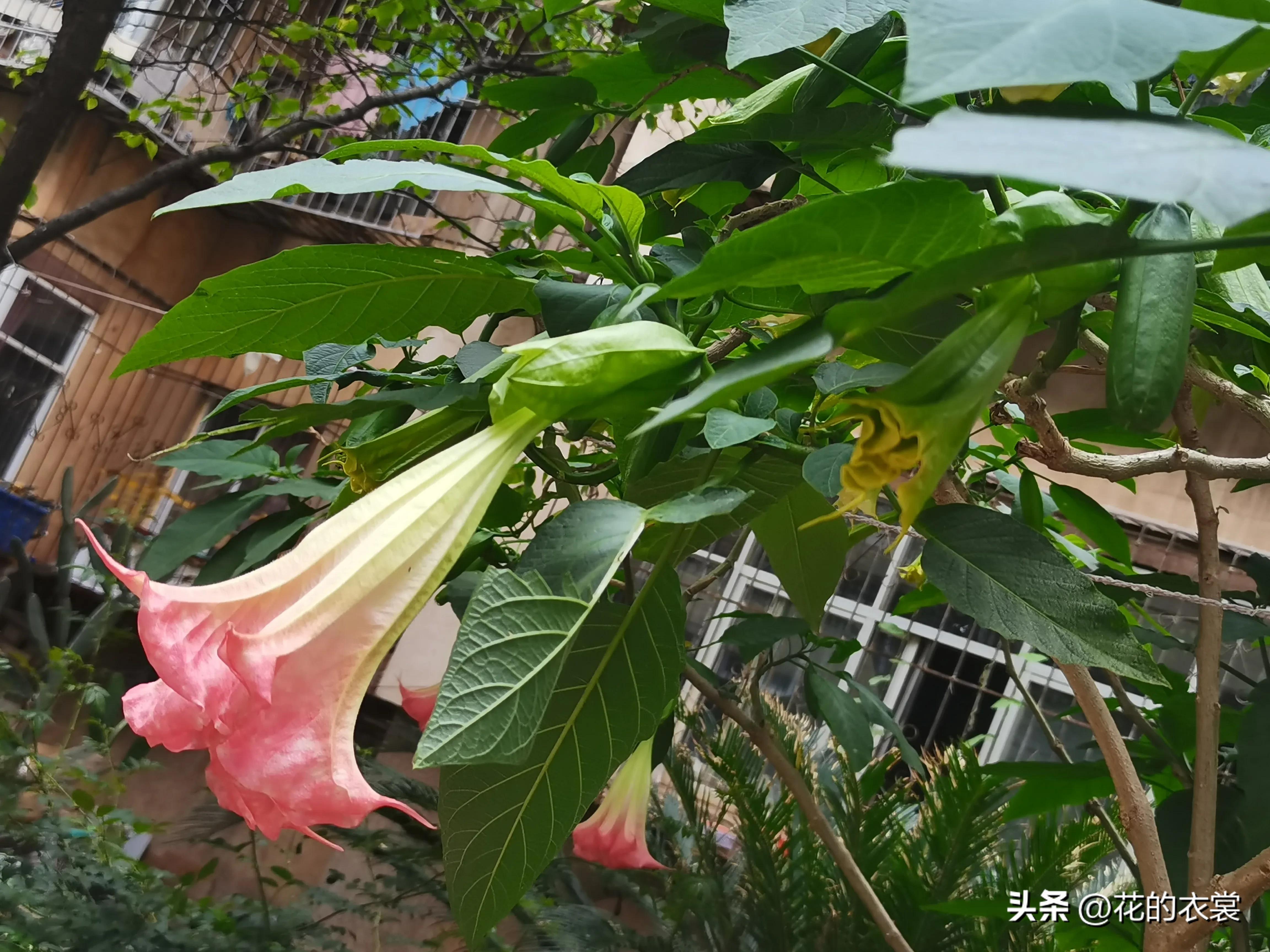 曼陀罗的果实是哪样的,曼陀罗的果子像什么样