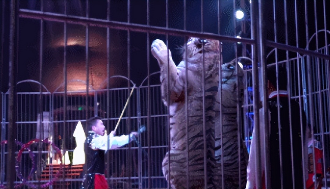 6岁公主活成“脚链囚徒”，背后的动物表演让人心疼