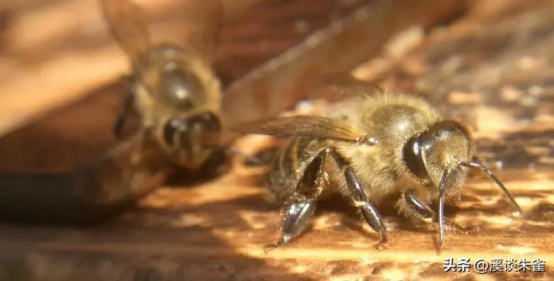 苏云金杆菌杀虫剂对蜜蜂有害吗,苏云金芽孢杆菌对蜜蜂有害吗