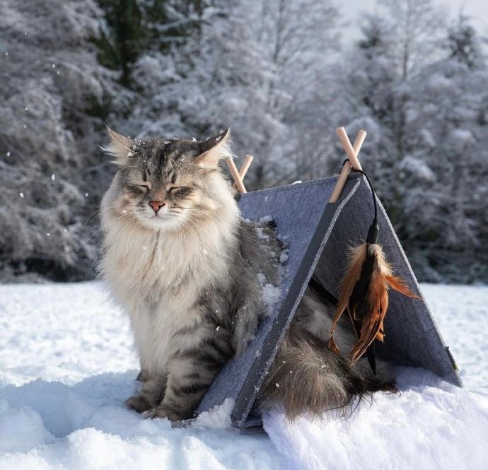 味道很重的宠物猫有哪些,为什么无毛猫身上有种怪味