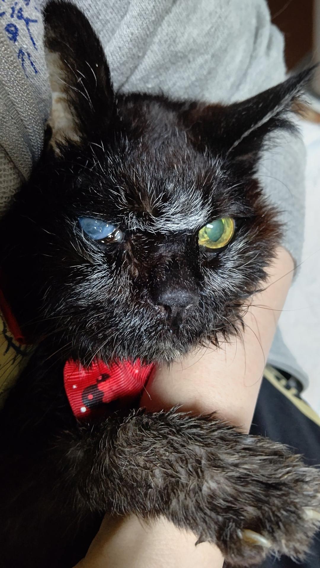 最长寿猫咪死亡,世界上最长寿的猫咪去世