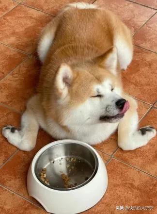 如何解决铲屎官们选粮的烦恼,教新手铲屎官用30分钟选出毒狗粮