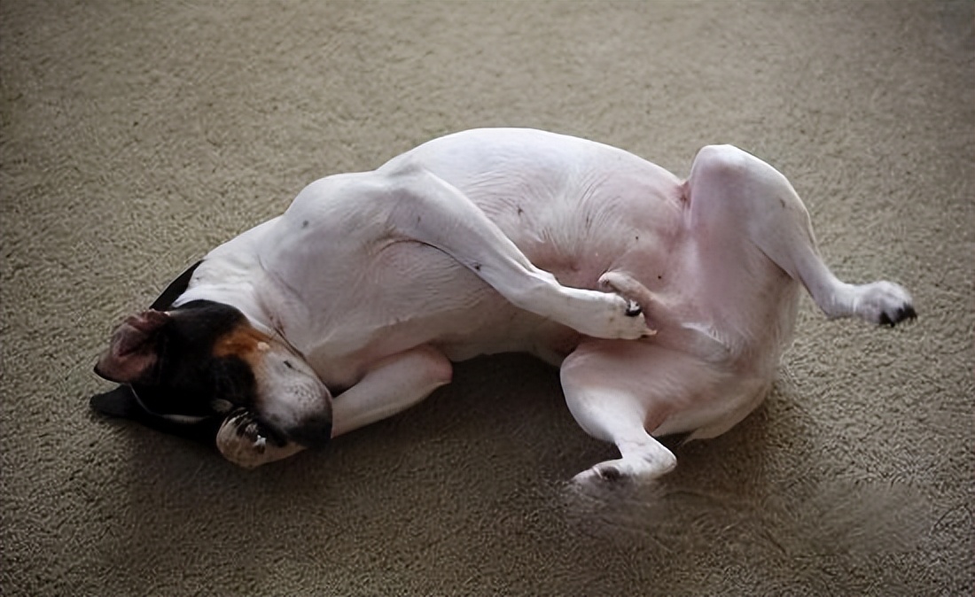 狗狗身上有四处“摸不得”，当心心理问题找上门