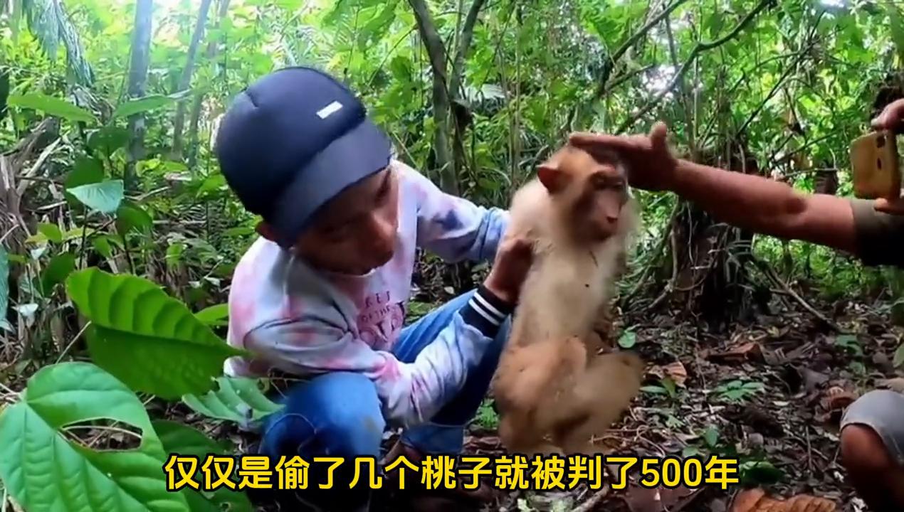 猴哥偷香蕉被整蛊,猴哥偷香蕉被蛇咬