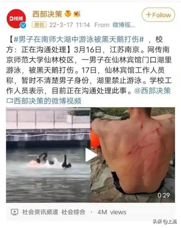 被黑天鹅打得措手不及,学校黑天鹅被学生拿