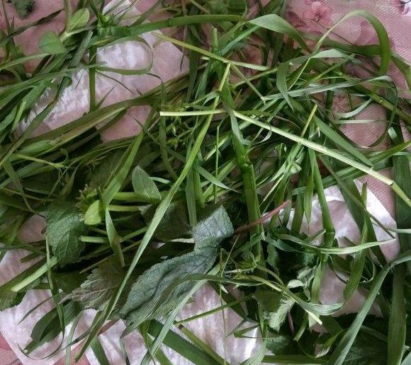 刚出生的荷兰猪怎么去照顾它,怀孕的荷兰猪要单独养吗