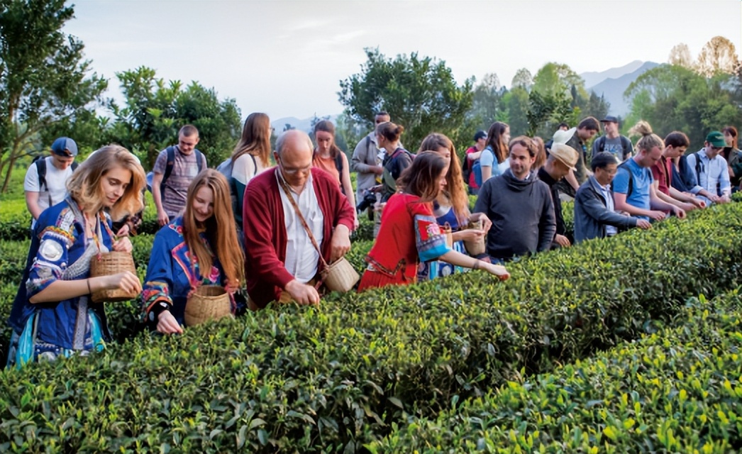 恩施硒茶品牌整合,恩施硒茶功效与作用