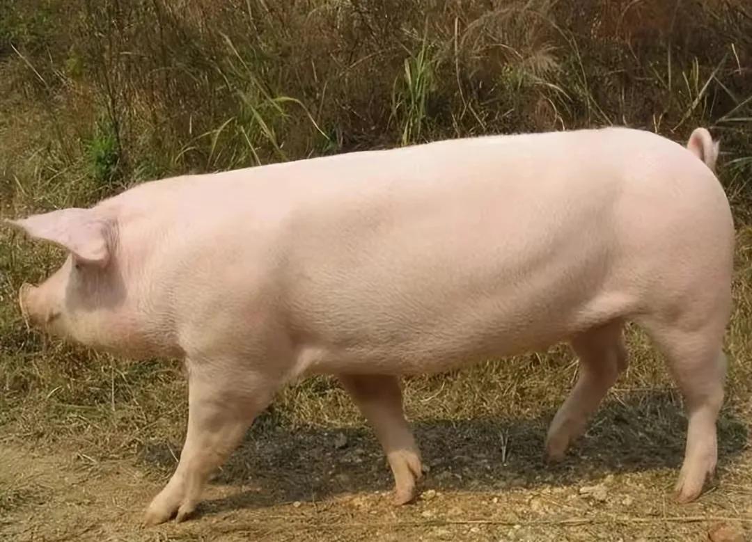 回族不吃猪肉,满族不吃狗肉,古代汉族也有不吃的肉