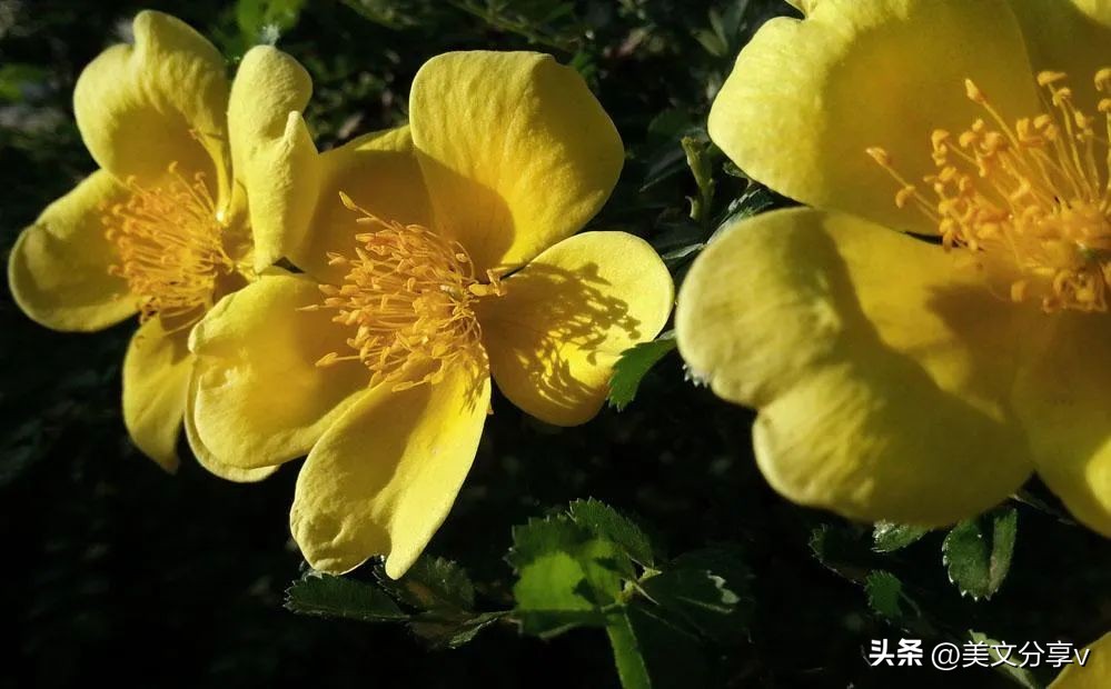 春风送暖，绿博园踏春赏梅正当时~