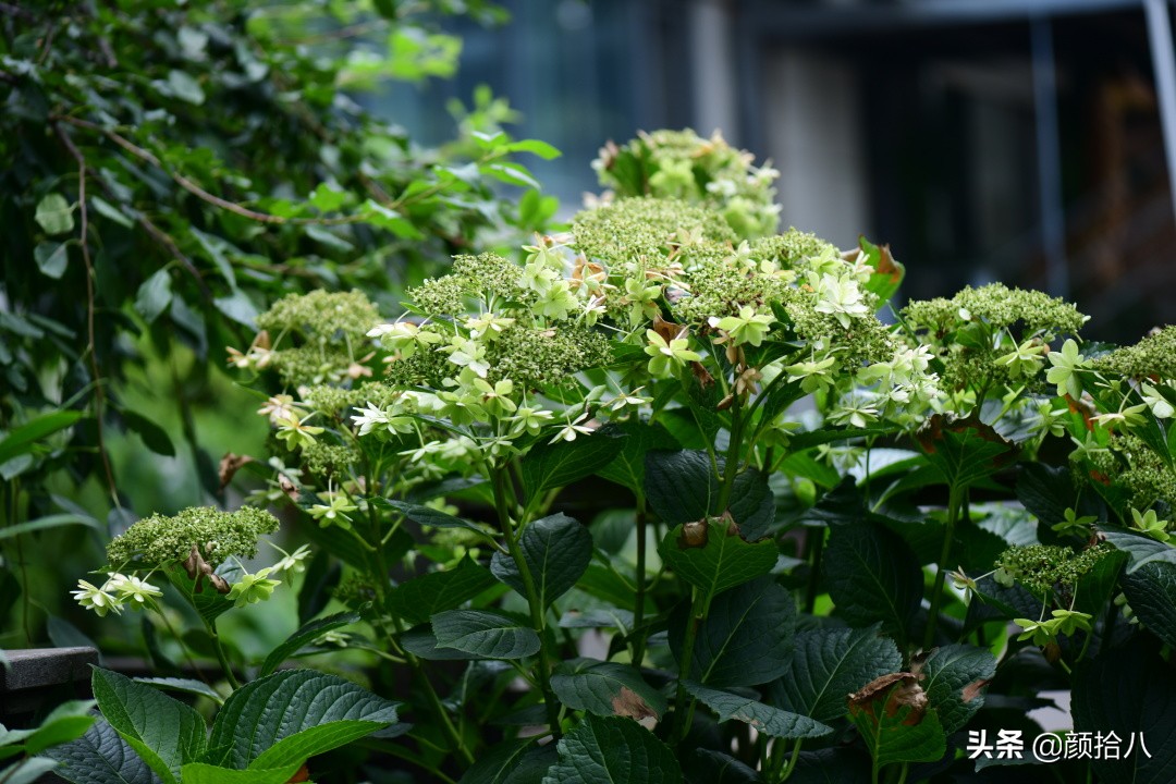 看到你的花园那么惨，我就安心了|园丁